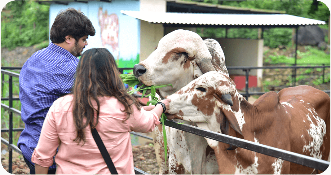 Visitors feeding indigenous cows at Periyar Gaushala farm tourism experience - connecting with A2 milk producers