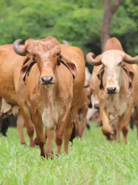 Indigenous Gir cow with calf at Periyar Gaushala - ethically raised A2 milk producers