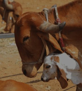 Traditional Desi Gir cow and calf at Periyar Gaushala - source of organic A2 milk for authentic ghee
