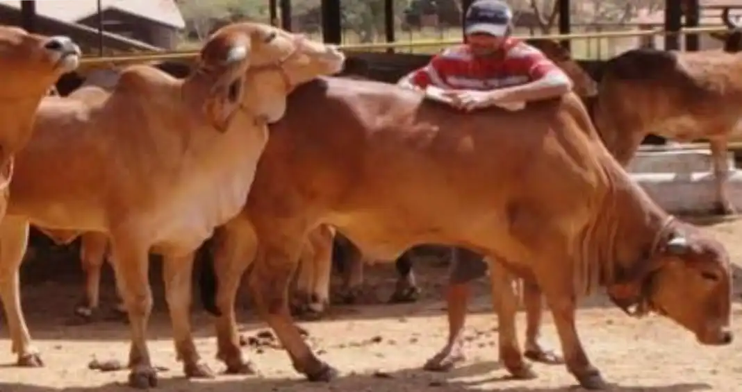 Indigenous Gir cows at Periyar Gaushala with a caretaker providing ethical care for organic A2 milk production