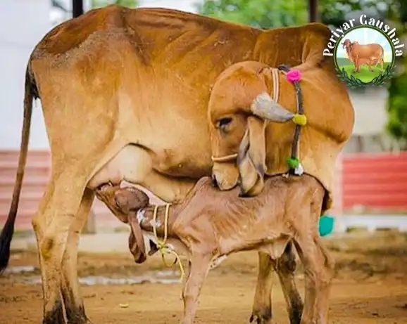 Indigenous Gir cow nursing her calf at Periyar Gaushala - natural calf feeding for ethical A2 milk production